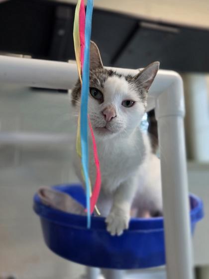 Enlarge Snowball, a Adoptable mixed breed in Westland, MI image 2/3