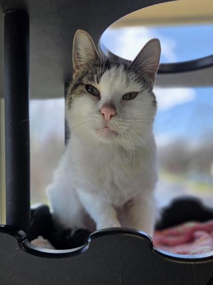 Enlarge Snowball, a Adoptable mixed breed in Westland, MI image 3/3