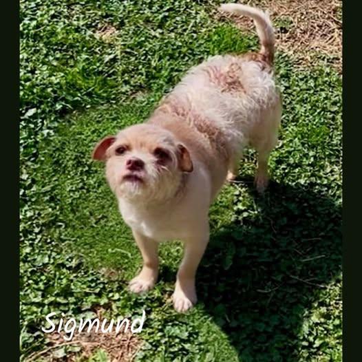 Sigmund, ADOPTABLE, Adult Male Terrier.
