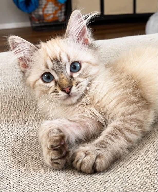 Enlarge Pinhead, a Adopted Siamese in Sioux Falls, SD image 1/5