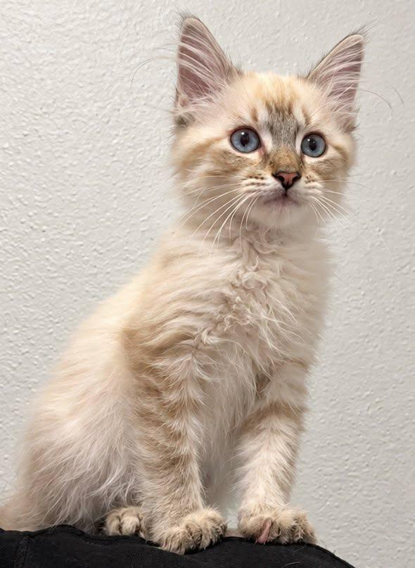 Enlarge Pinhead, a Adopted Siamese in Sioux Falls, SD image 2/5