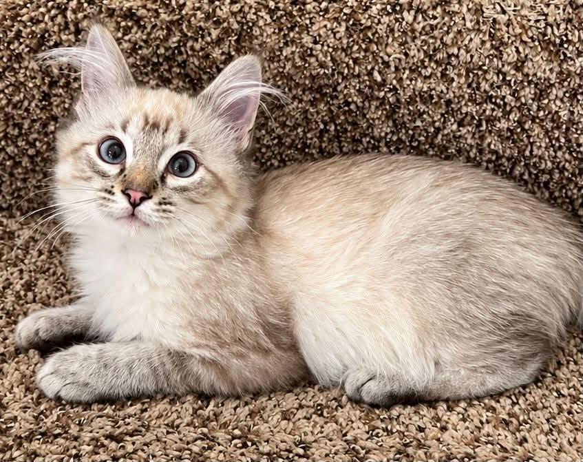 Enlarge Pinhead, a Adopted Siamese in Sioux Falls, SD image 3/5