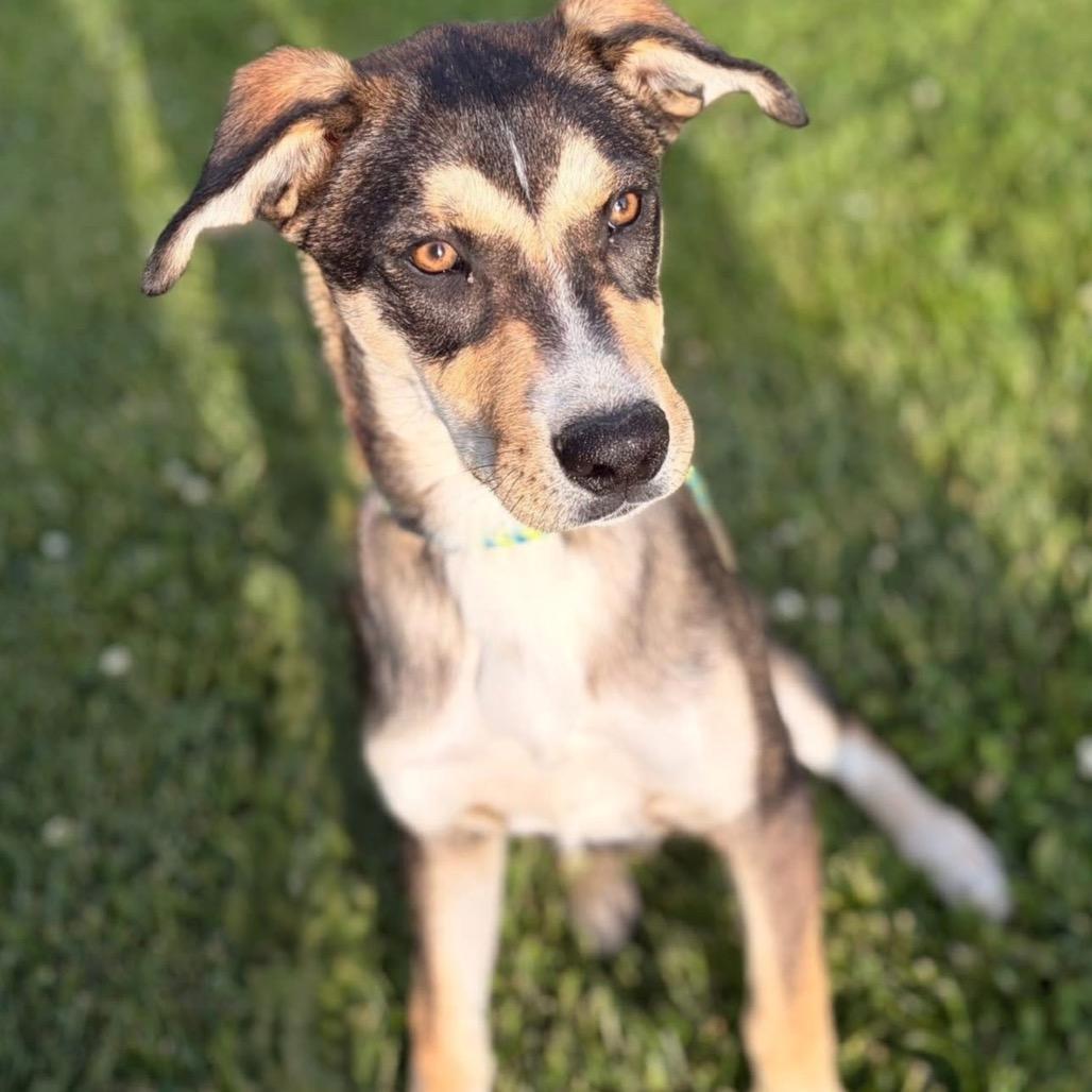 Scottie, Adoptable, Young Male Mixed Breed.