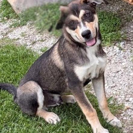 Scottie, a Adoptable Mixed Breed in Joliet, IL image 2/5