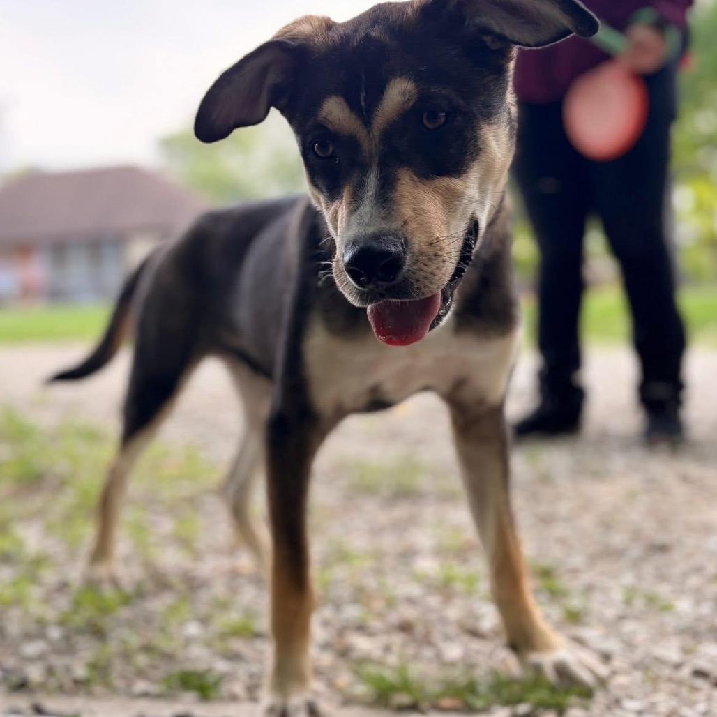 Scottie, a Adoptable Mixed Breed in Joliet, IL image 3/5
