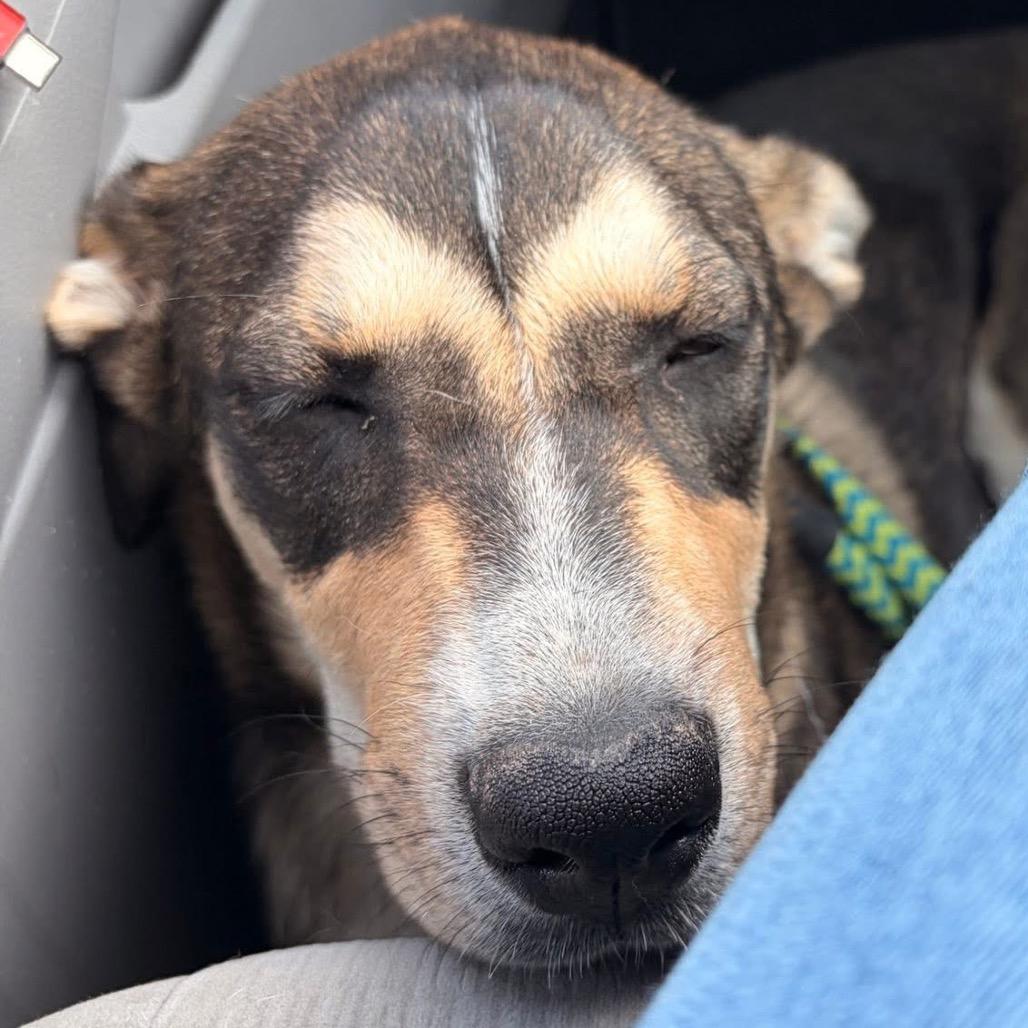 Scottie, a Adoptable Mixed Breed in Joliet, IL image 5/5