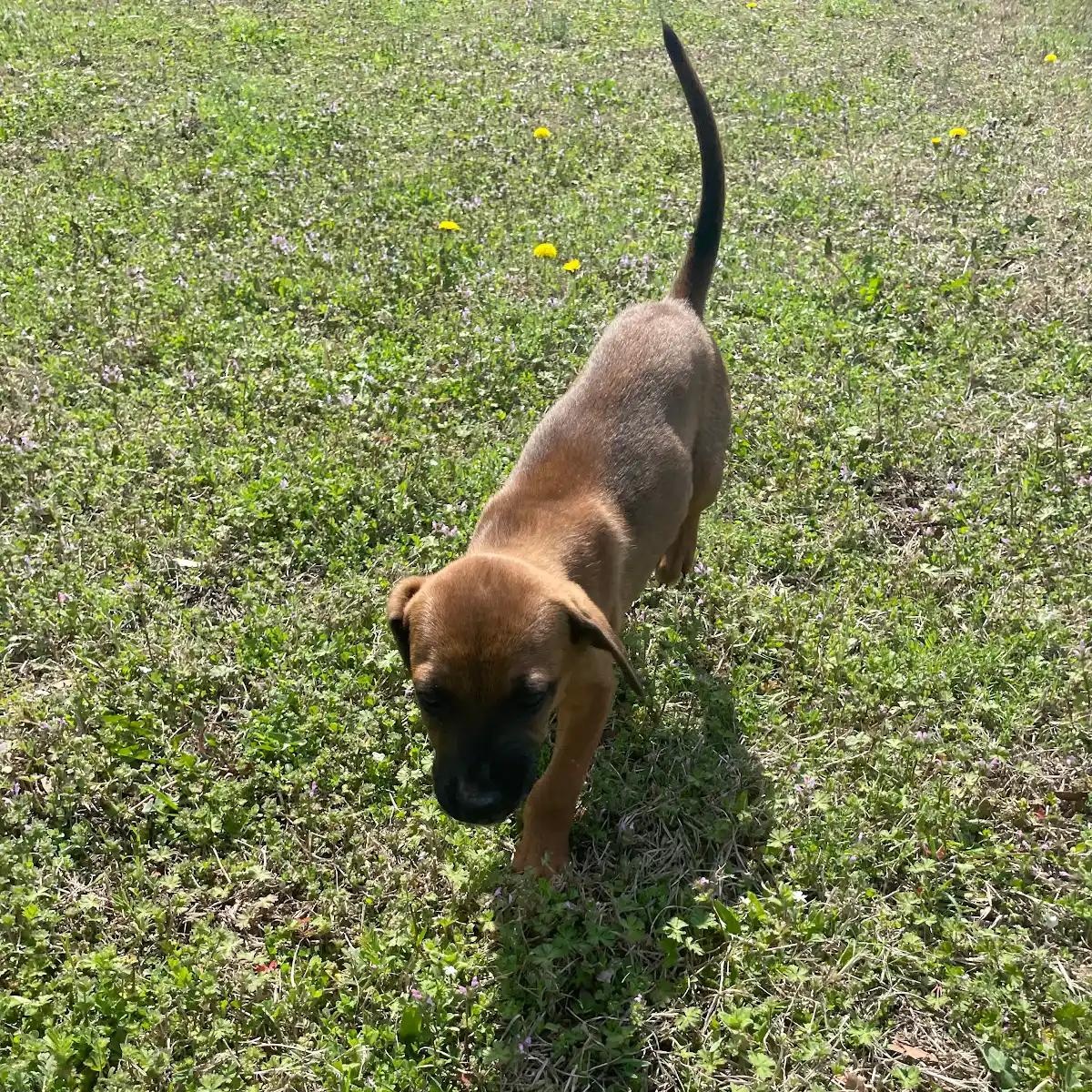Enlarge Dandelion19639, a ADOPTABLE mixed breed in Rocky Mount, NC image 4/4