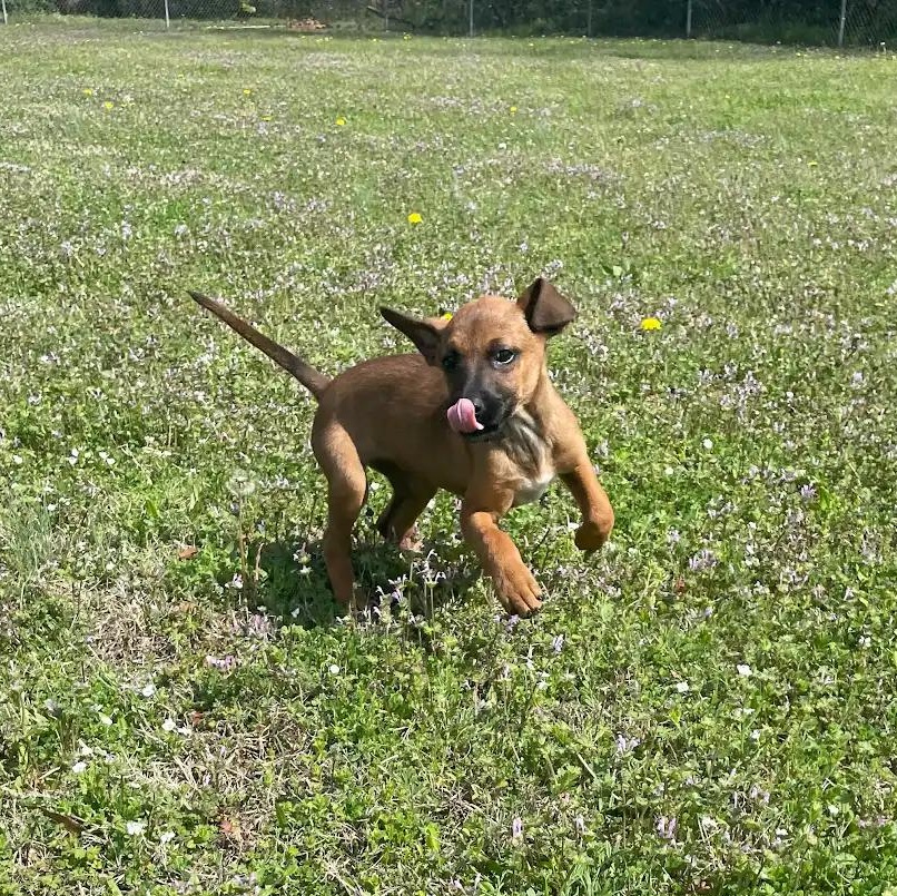 Enlarge Dandelion19639, a ADOPTABLE mixed breed in Rocky Mount, NC image 2/4
