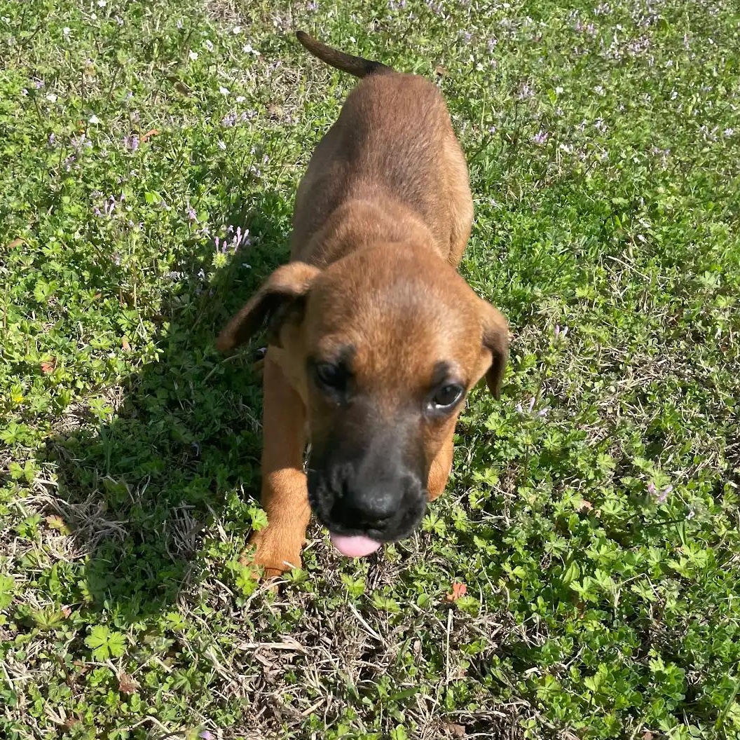 Enlarge Dandelion19639, a ADOPTABLE mixed breed in Rocky Mount, NC image 3/4