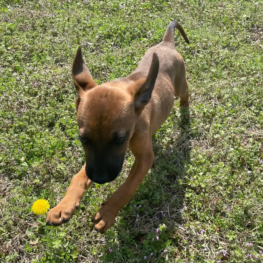 Enlarge Dandelion19639, a ADOPTABLE mixed breed in Rocky Mount, NC image 1/4
