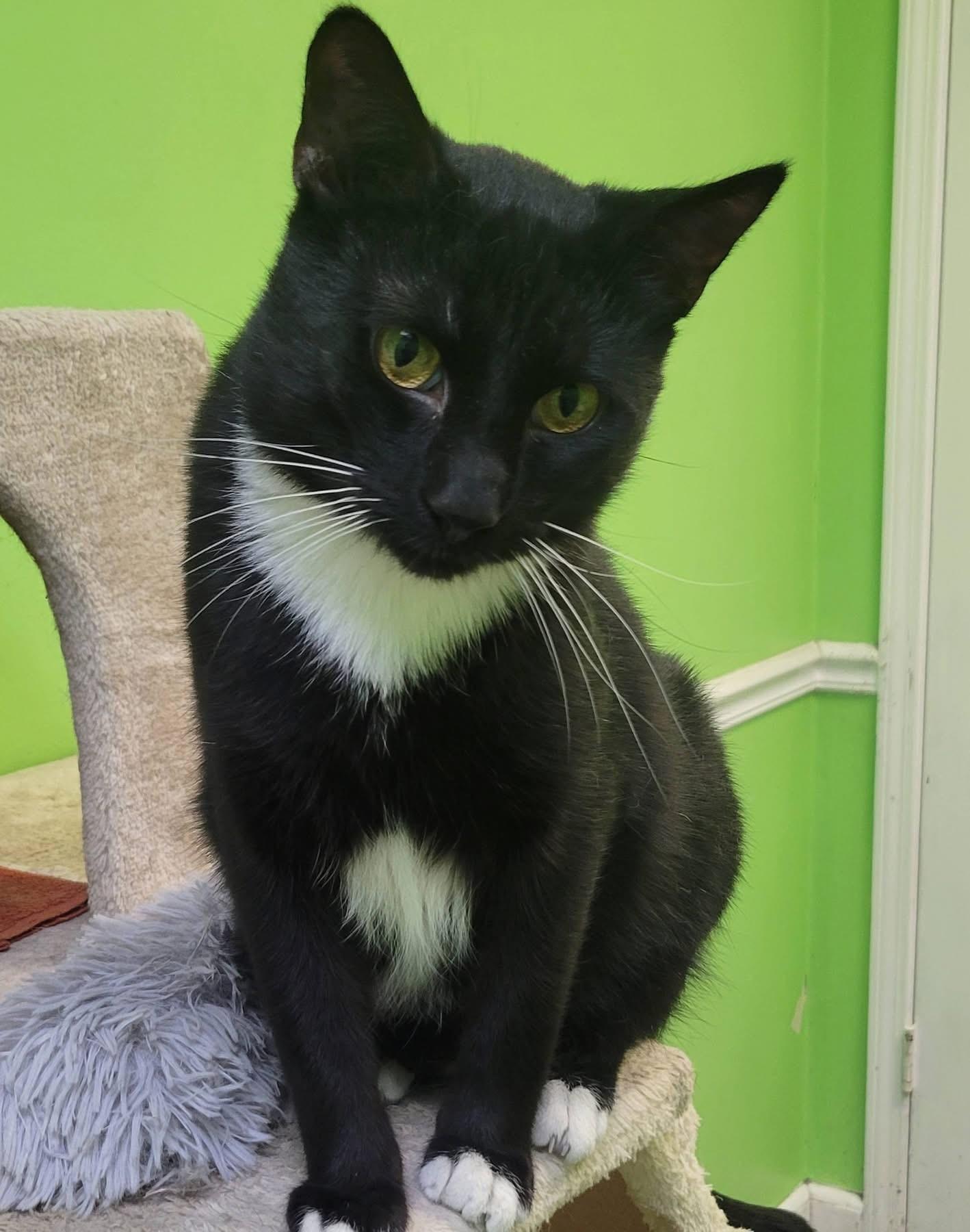 Pipsqueak , a Adoptable Tuxedo in Memphis, TN image 1/6