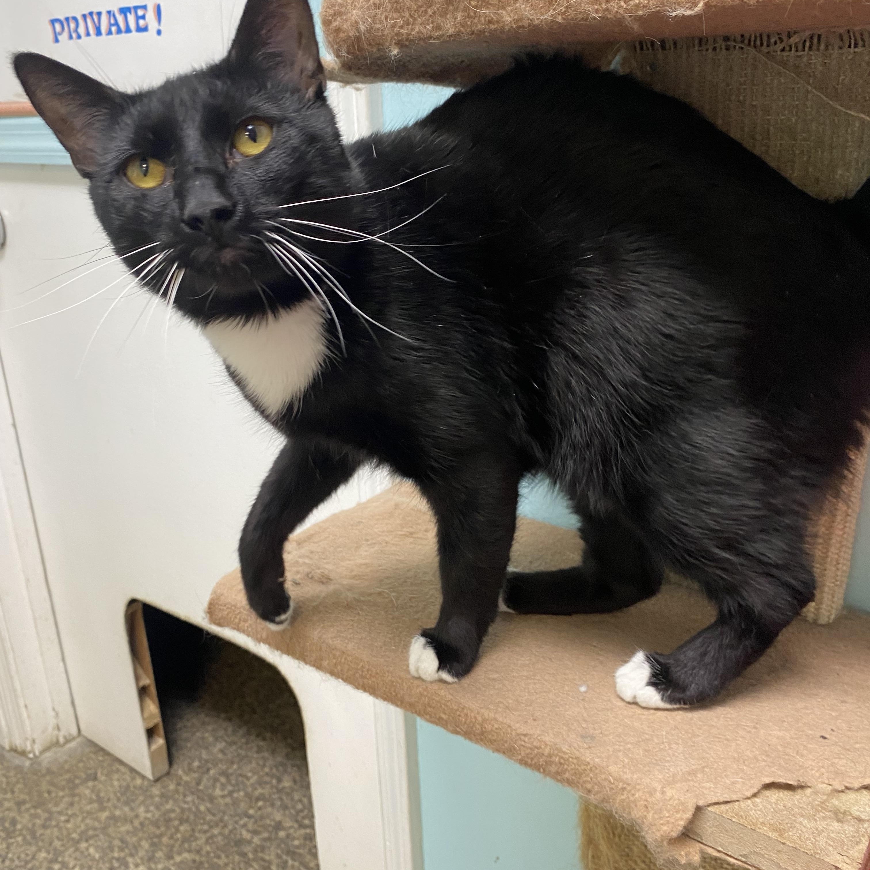 Pipsqueak , a Adoptable Tuxedo in Memphis, TN image 4/6