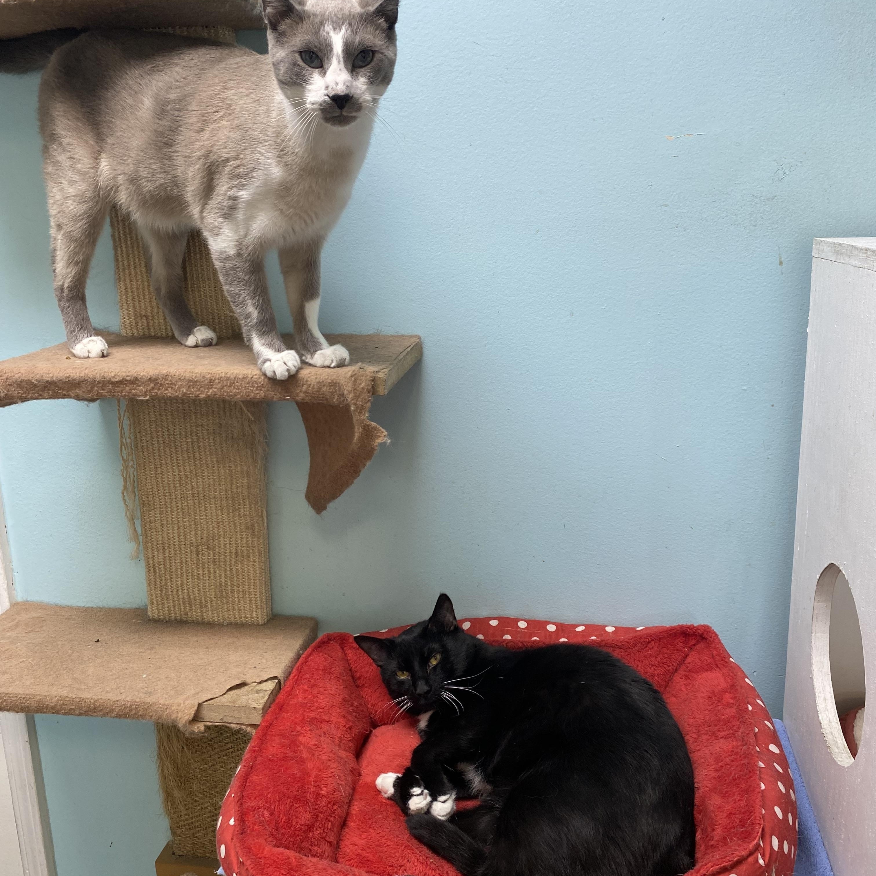Pipsqueak , a Adoptable Tuxedo in Memphis, TN image 5/6