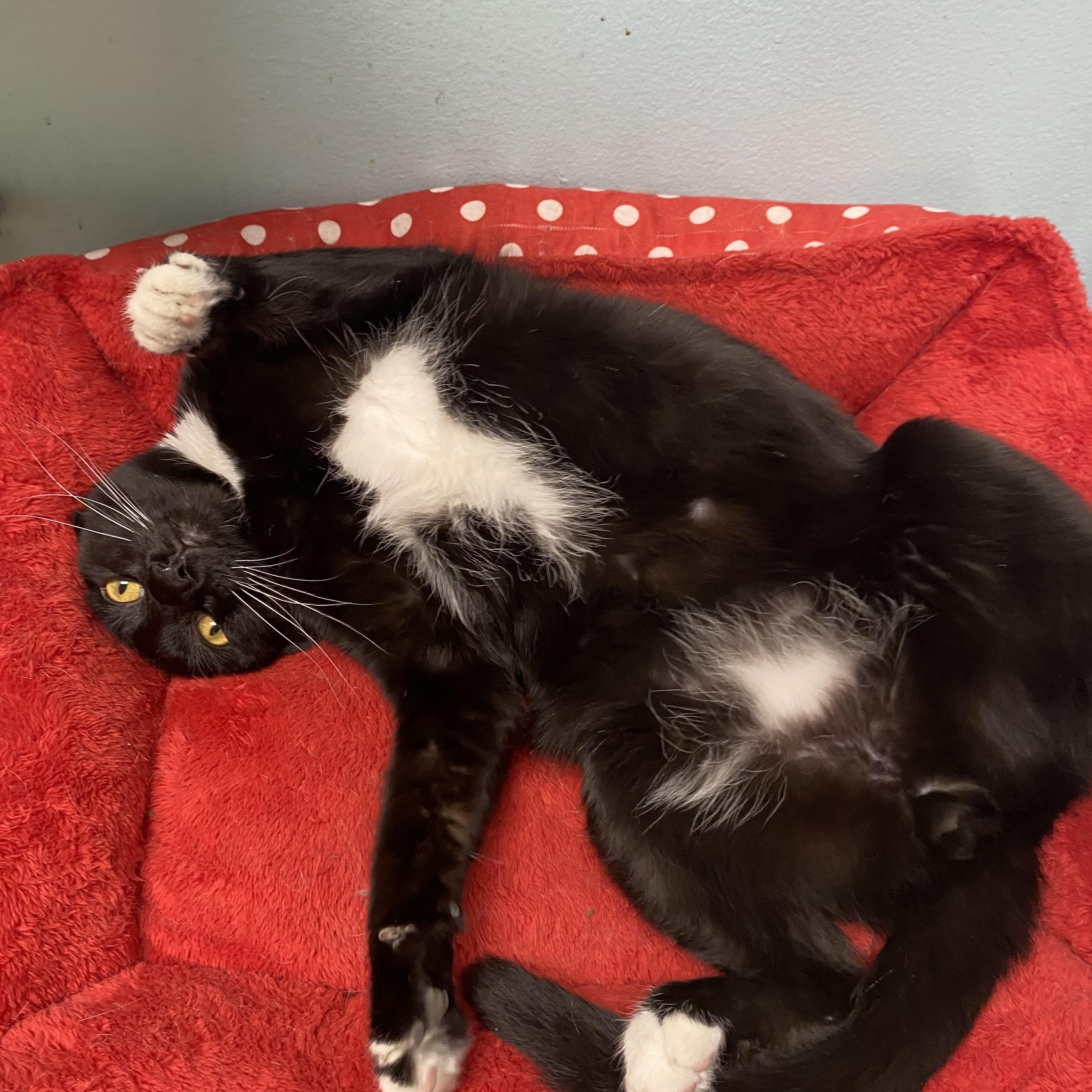 Pipsqueak , a Adoptable Tuxedo in Memphis, TN image 3/6