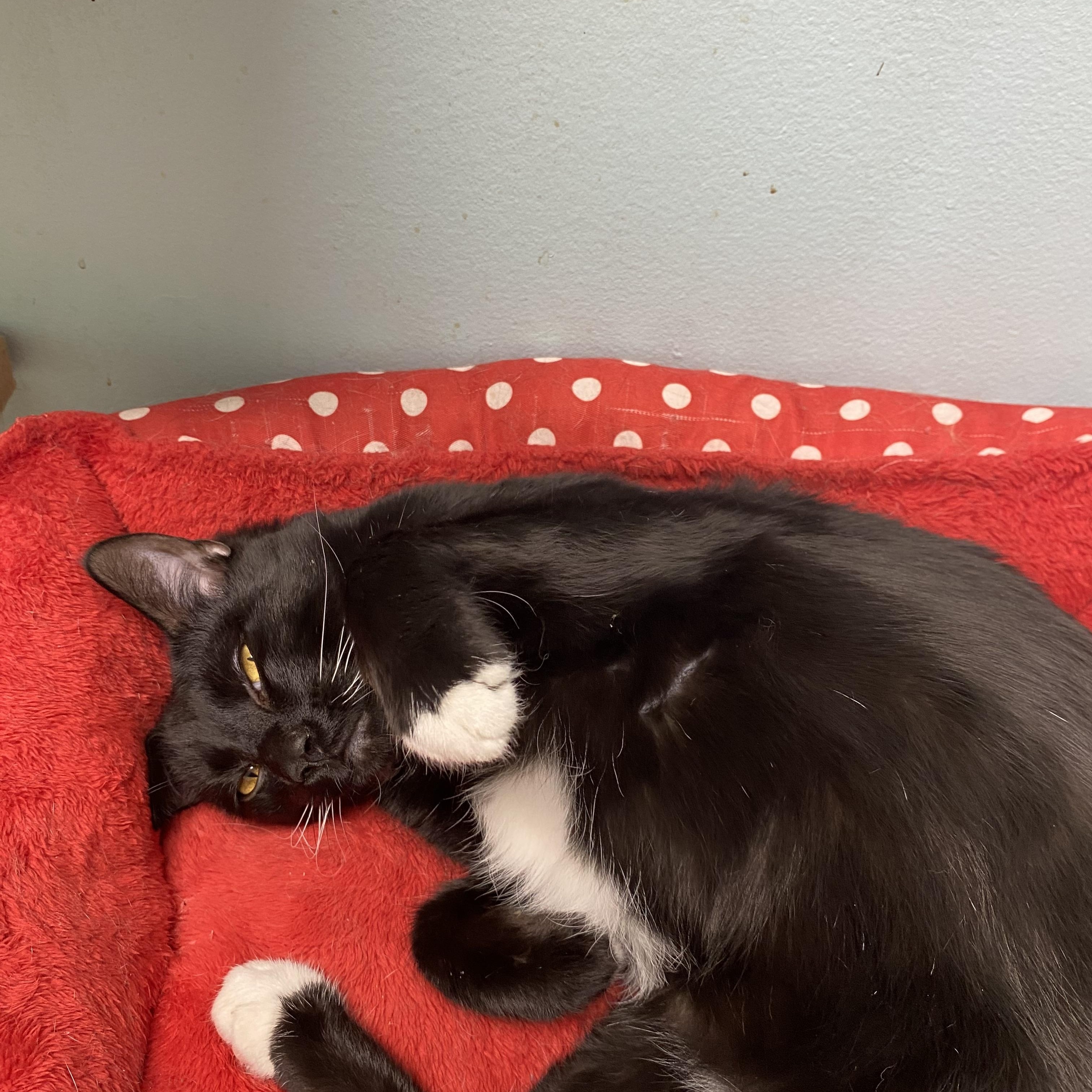 Pipsqueak , a Adoptable Tuxedo in Memphis, TN image 6/6