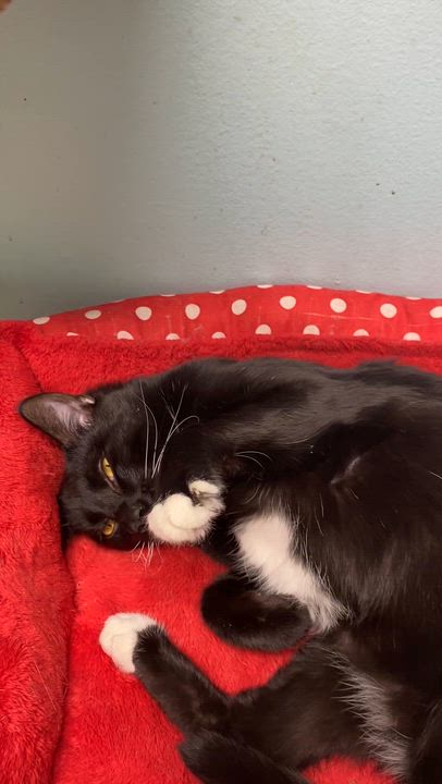 Enlarge Pipsqueak , a Adoptable Tuxedo in Memphis, TN video 2/6