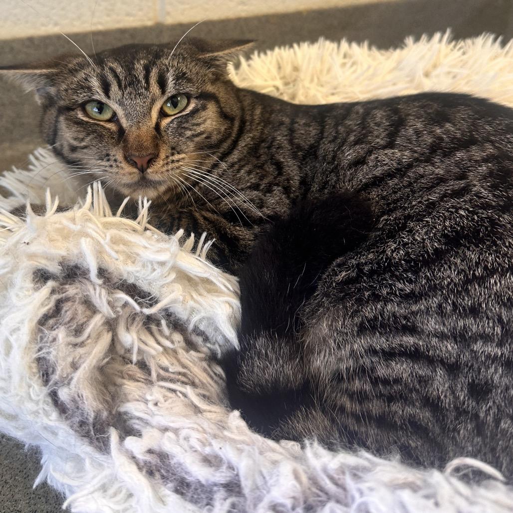 Bubbles, Adoptable, Young Female Domestic Short Hair.