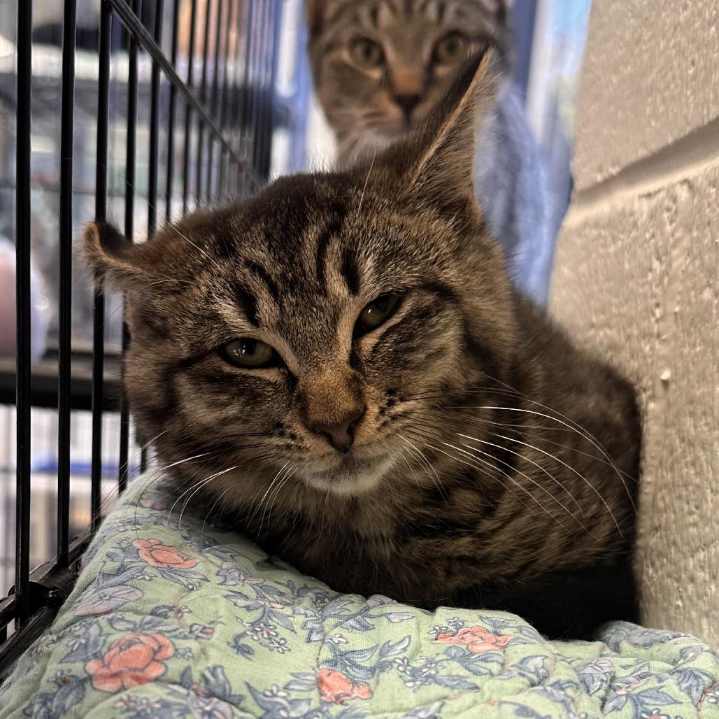 Bubbles, a Adoptable Domestic Short Hair in Rocky Mount, VA image 2/6