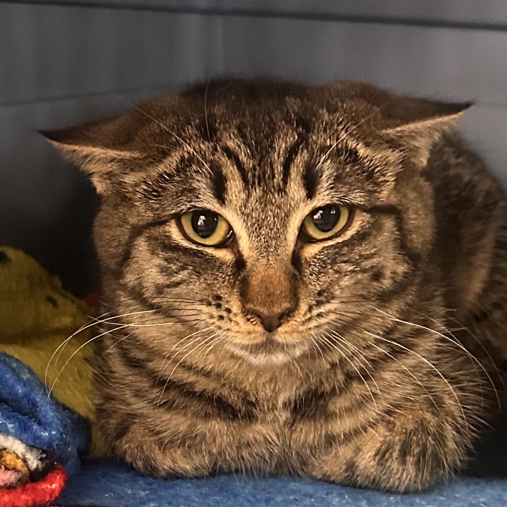 Bubbles, a Adoptable Domestic Short Hair in Rocky Mount, VA image 3/6