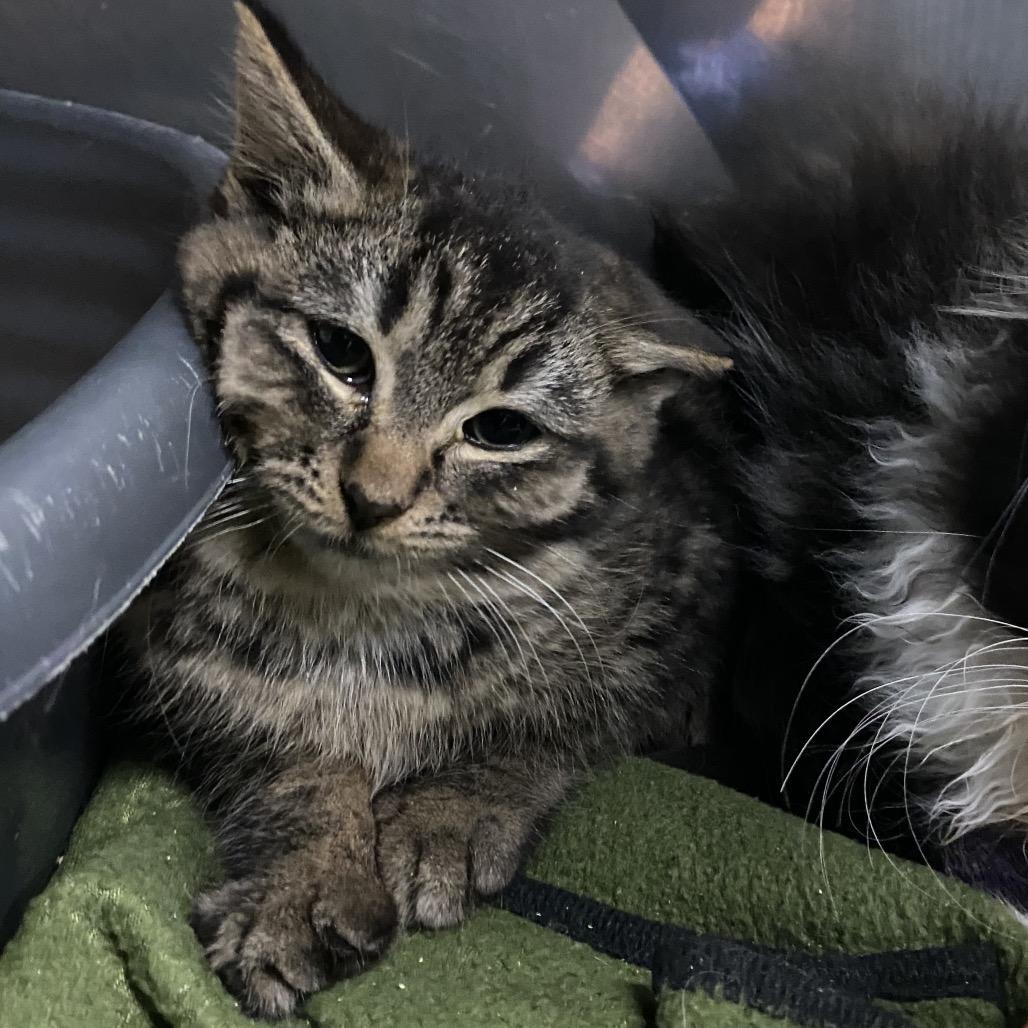 Bubbles, a Adoptable Domestic Short Hair in Rocky Mount, VA image 4/6