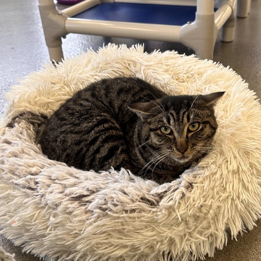 Enlarge Bubbles, a Adoptable Domestic Short Hair in Rocky Mount, VA image 4/6