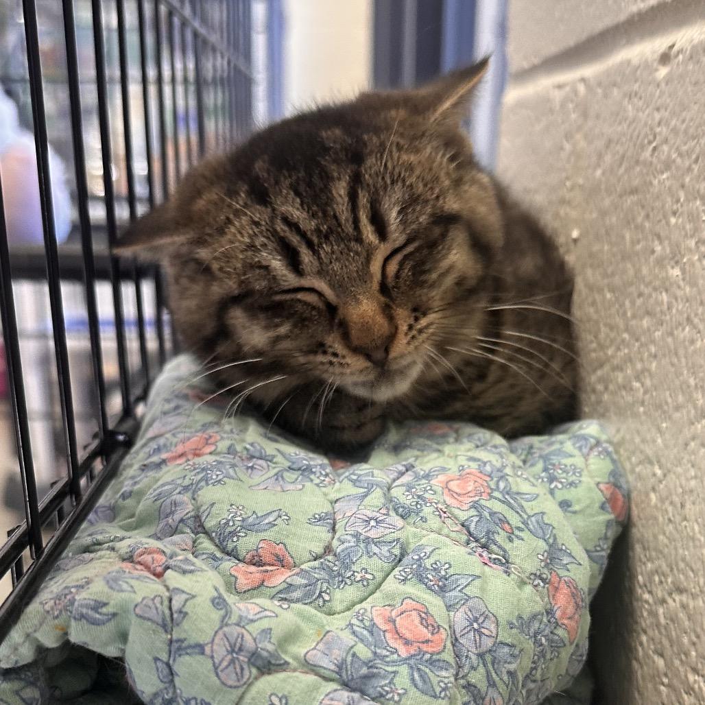 Bubbles, a Adoptable Domestic Short Hair in Rocky Mount, VA image 5/6