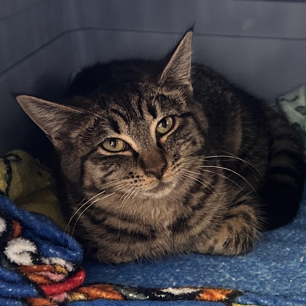 Bubbles, a Adoptable Domestic Short Hair in Rocky Mount, VA image 6/6