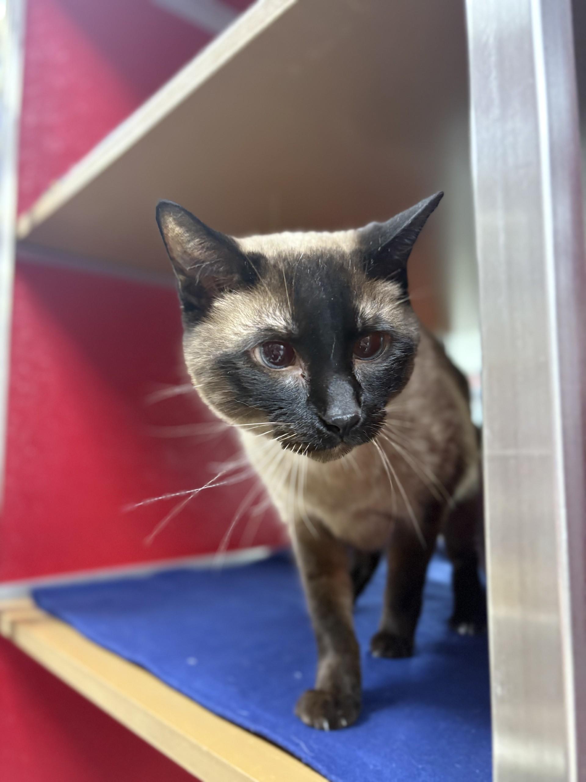 Diamond, an adoptable Siamese in Lake Havasu City, AZ, 86406 | Photo Image 1