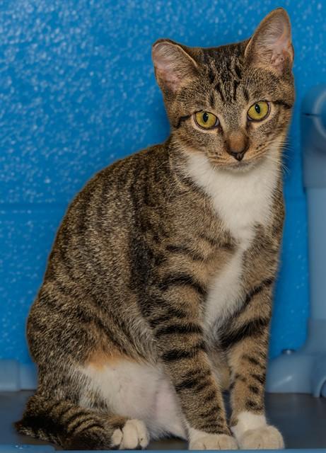 MEENO, Adoptable, Kitten Male Domestic Short Hair & Domestic Short Hair.