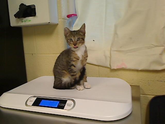 MEENO, Adoptable, Kitten Male Domestic Short Hair & Domestic Short Hair.