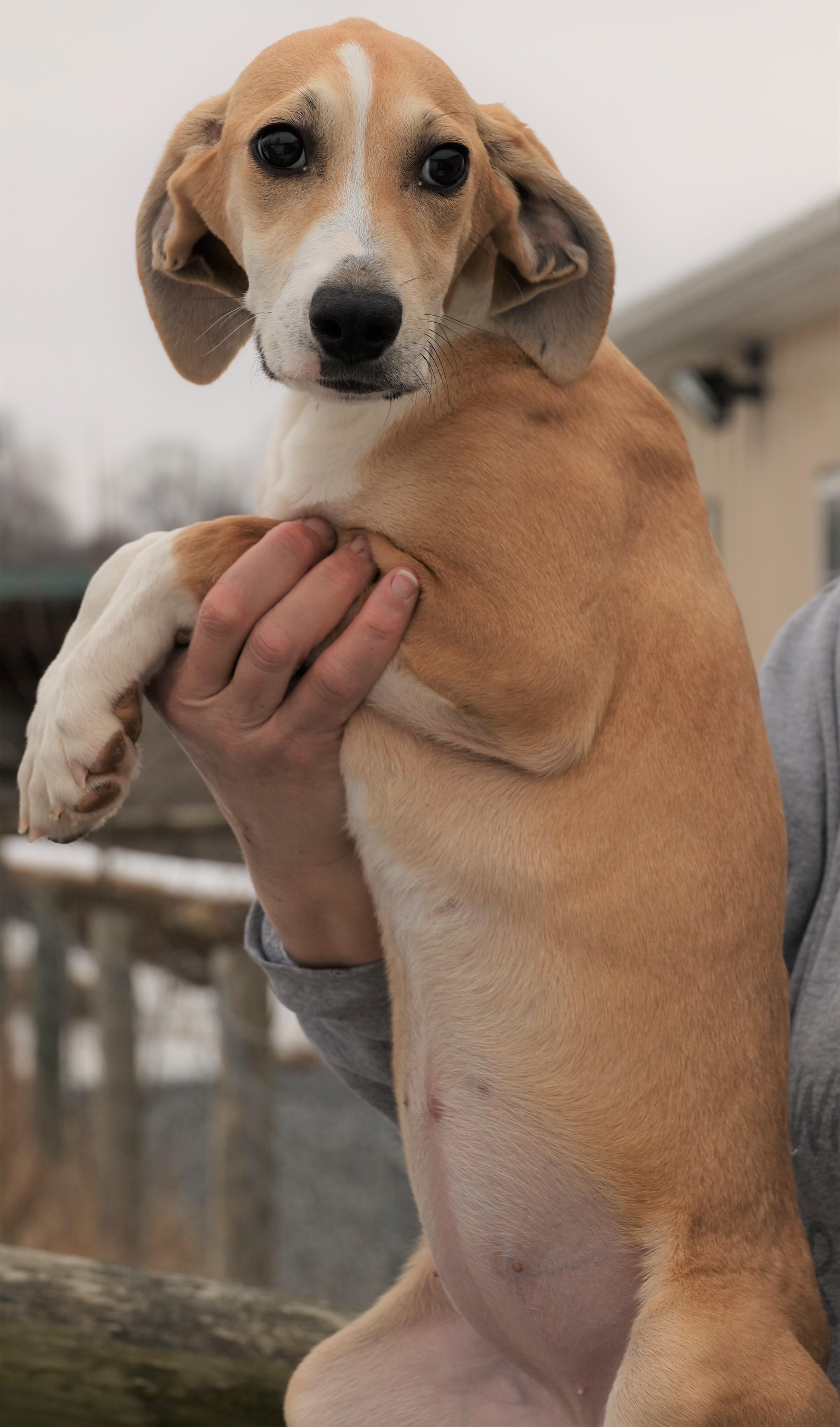 Harper-Available! www.lhar.dog to apply! , an adoptable mixed breed in Frederick, MD image 4/5