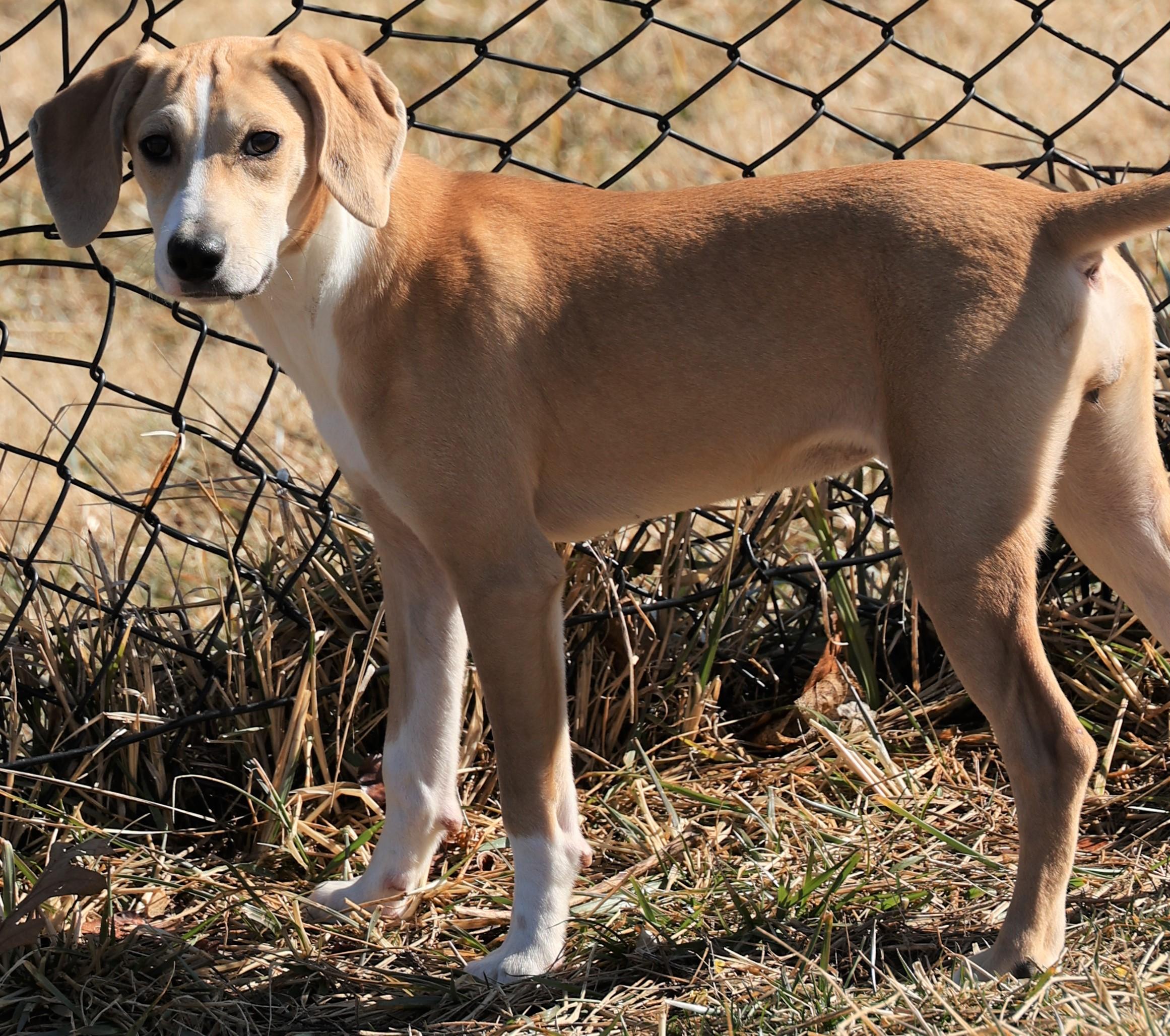 Enlarge Harper-Available @Petsmart 3/1! www.lhar.dog to apply! , an adoptable mixed breed in Frederick, MD image 2/6