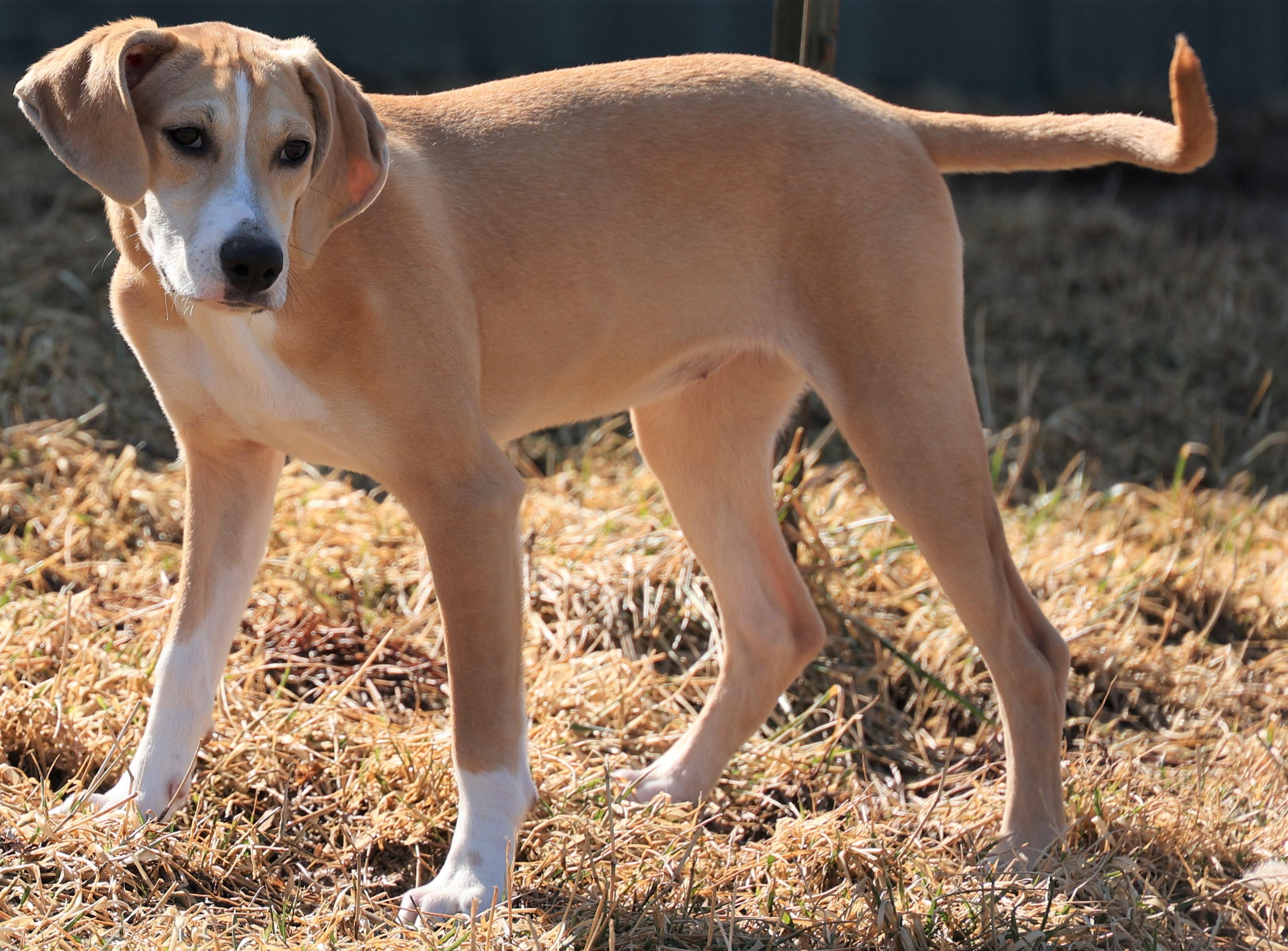 Enlarge Harper-Available @Petsmart 3/1! www.lhar.dog to apply! , an adoptable mixed breed in Frederick, MD image 5/6