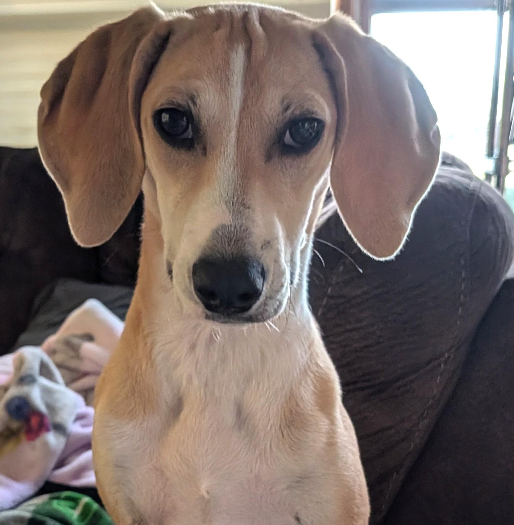 Enlarge Harper-Available! www.lhar.dog to apply! , an adoptable mixed breed in Frederick, MD image 1/6