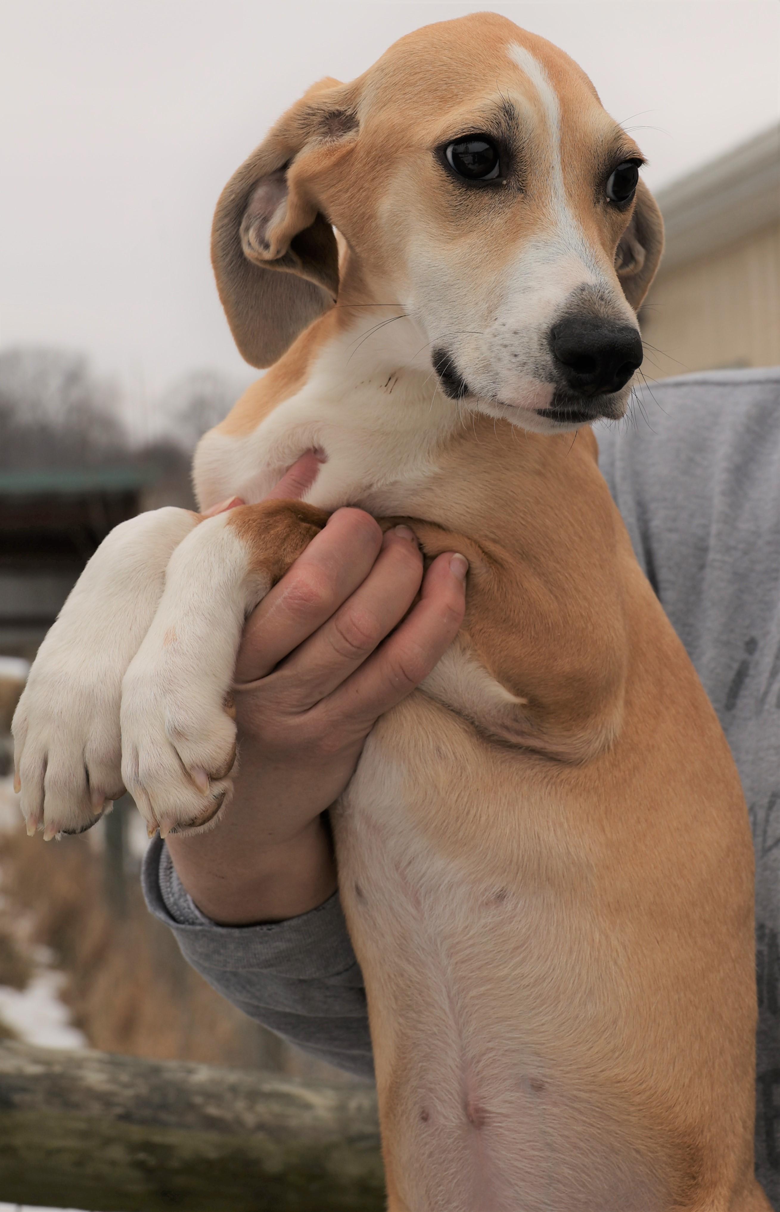 Harper-Available! www.lhar.dog to apply! , an adoptable mixed breed in Frederick, MD image 3/5