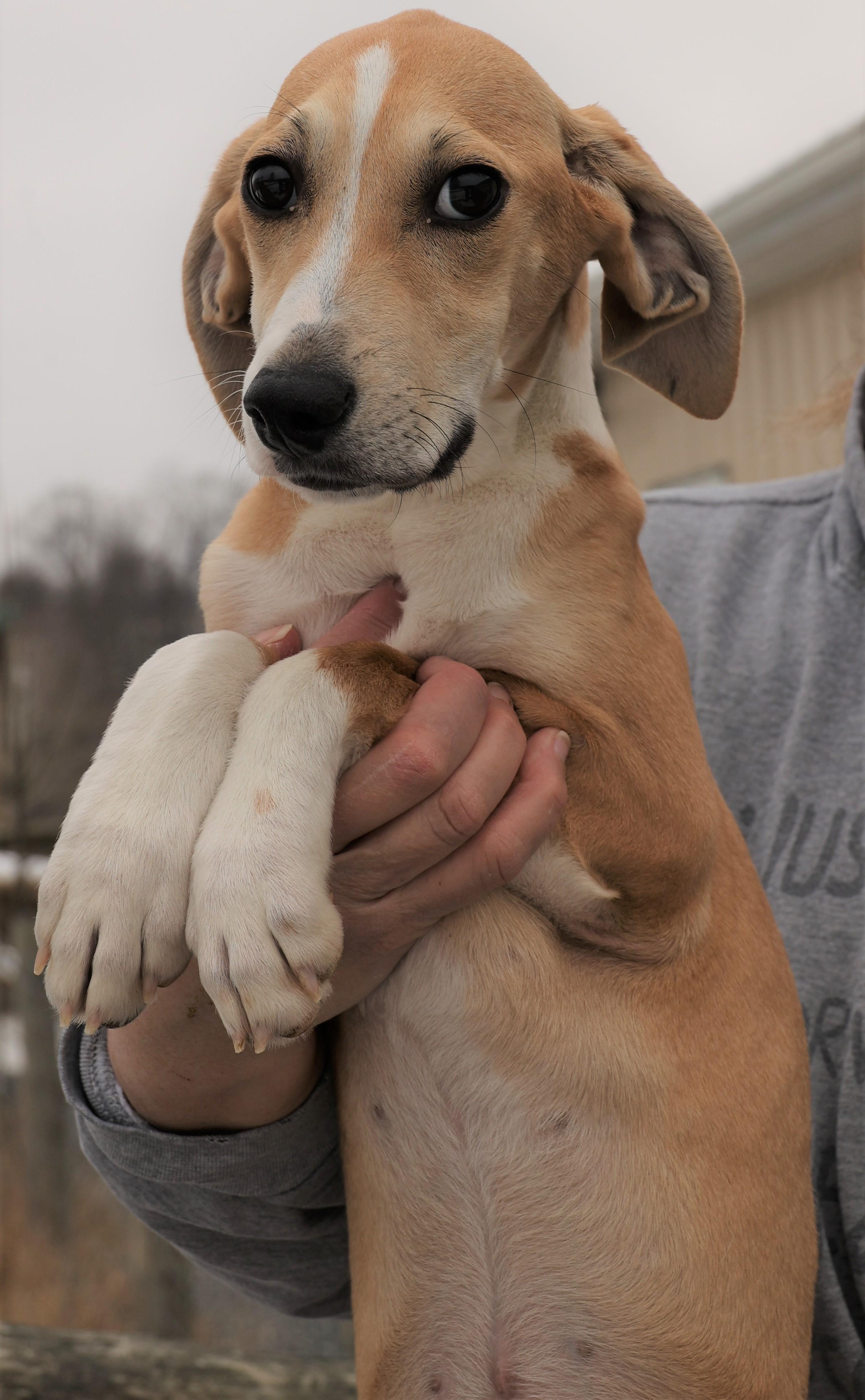 Harper-Available! www.lhar.dog to apply! , an adoptable mixed breed in Frederick, MD image 2/5