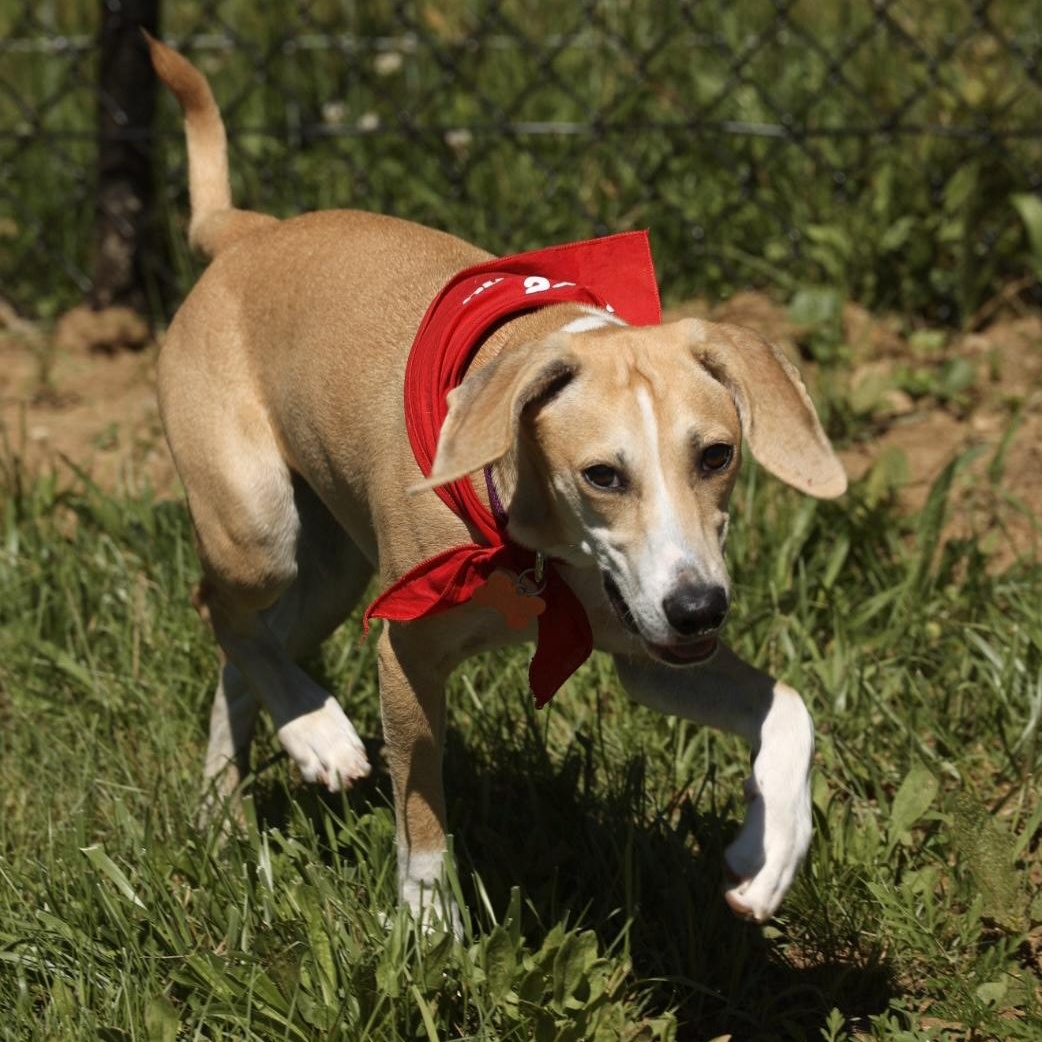 Enlarge Harper-Available www.lhar.dog to apply, an adoptable mixed breed in Frederick, MD image 3/6
