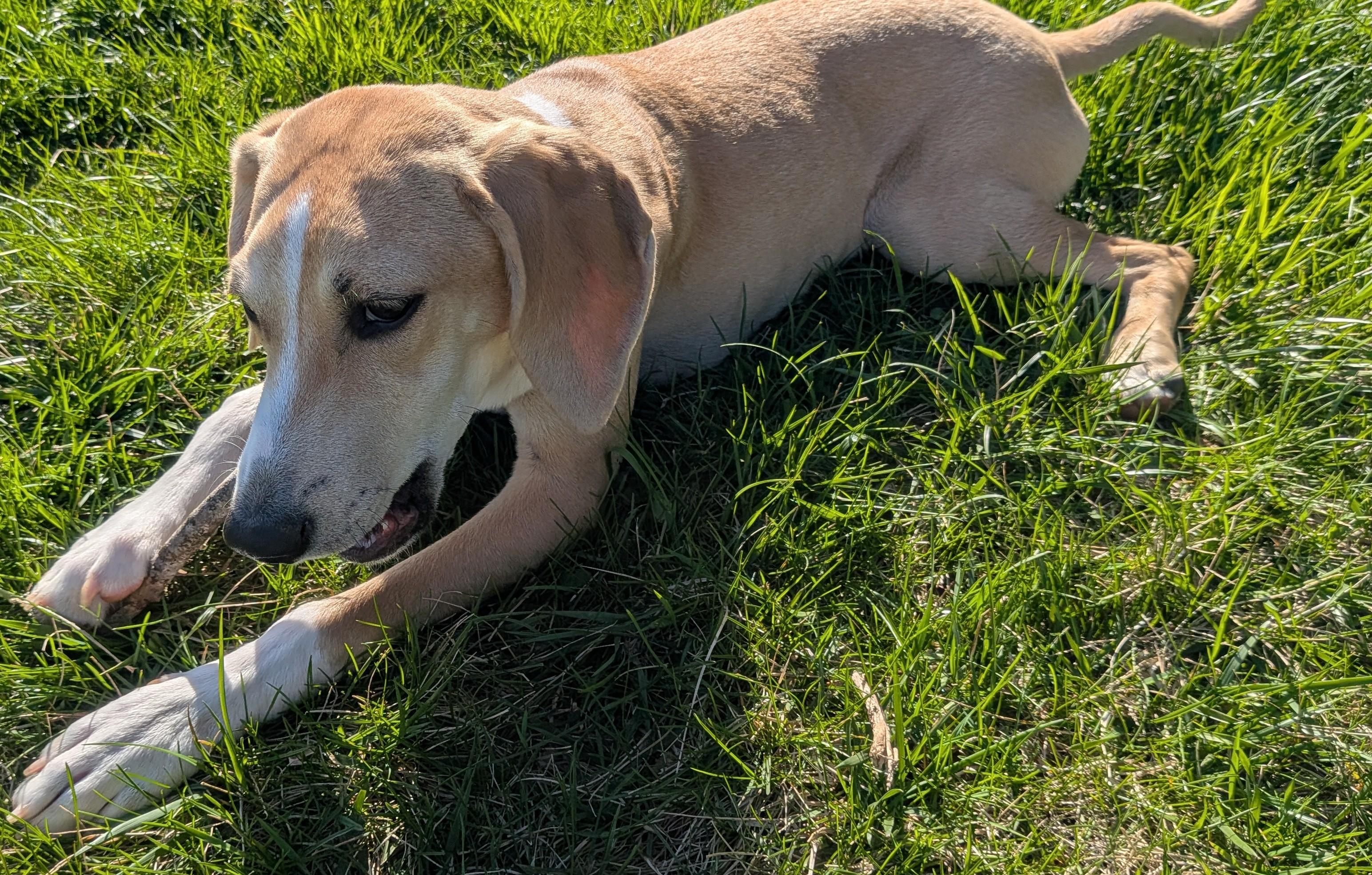 Enlarge Harper-Available! www.lhar.dog to apply! , an adoptable mixed breed in Frederick, MD image 3/6