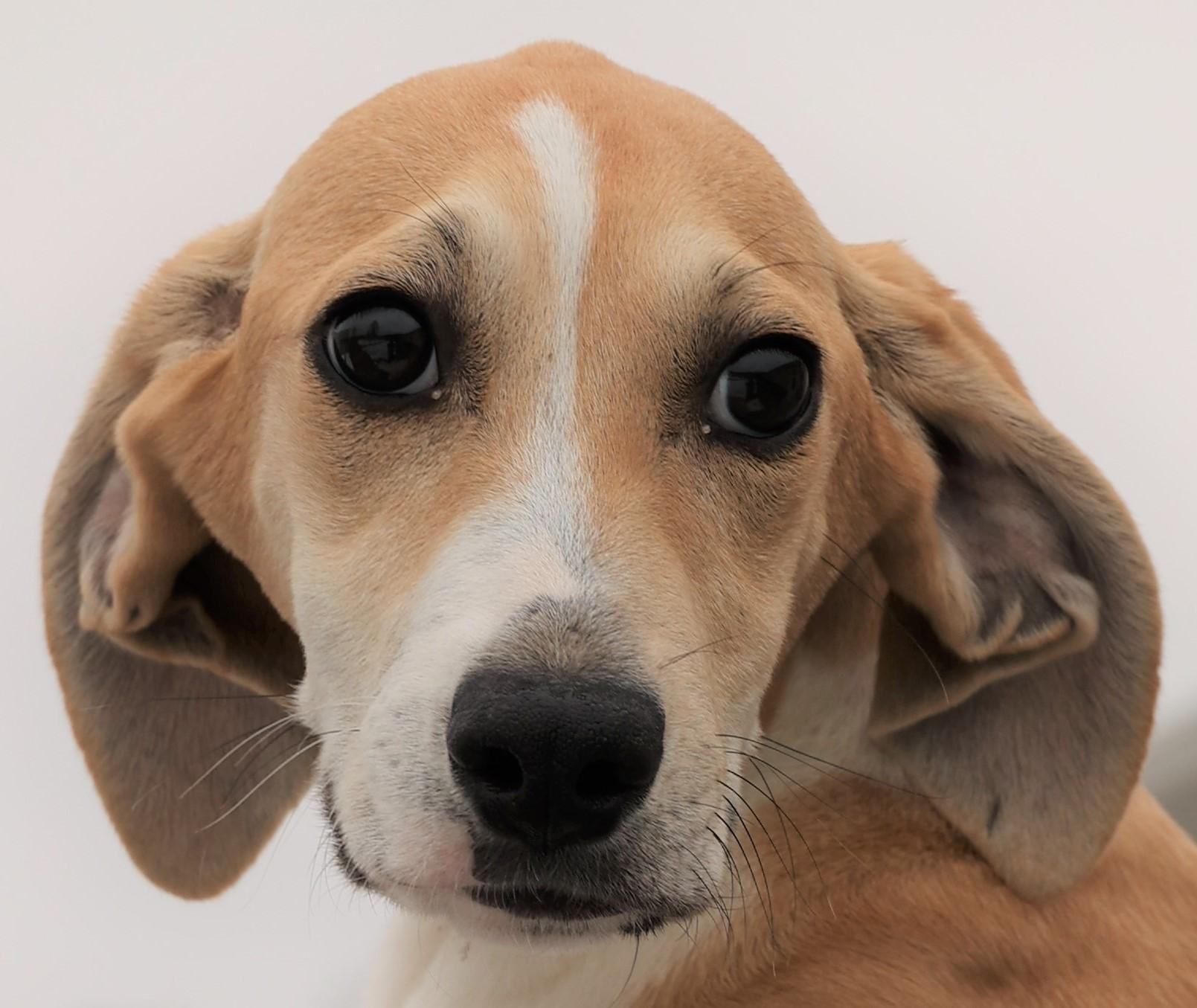 Harper-Available 2/21@Petsmart! www.lhar.dog to apply! , adoptable, Puppy Female Hound.