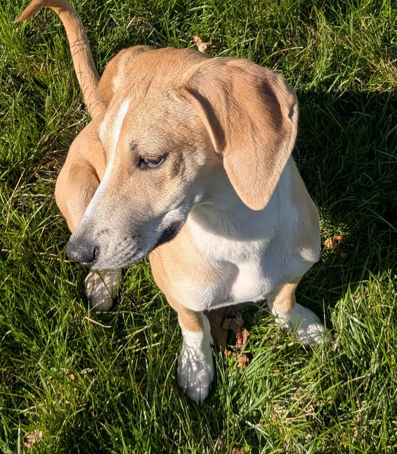 Enlarge Harper-Available! www.lhar.dog to apply! , an adoptable mixed breed in Frederick, MD image 6/6