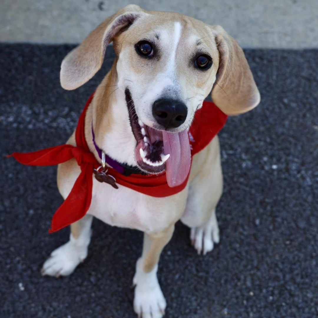 Enlarge Harper-Available www.lhar.dog to apply, an adoptable mixed breed in Frederick, MD image 1/6