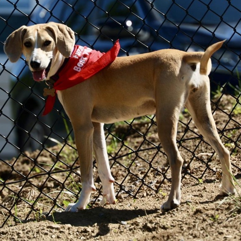 Enlarge Harper-Available www.lhar.dog to apply, an adoptable mixed breed in Frederick, MD image 2/6