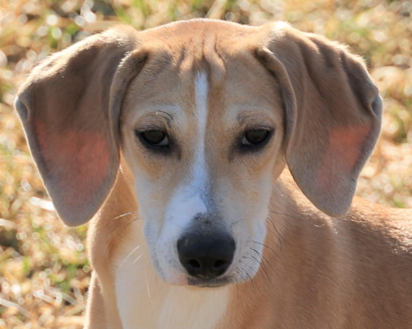 Enlarge Harper-Available @Petsmart 3/1! www.lhar.dog to apply! , an adoptable mixed breed in Frederick, MD image 1/6