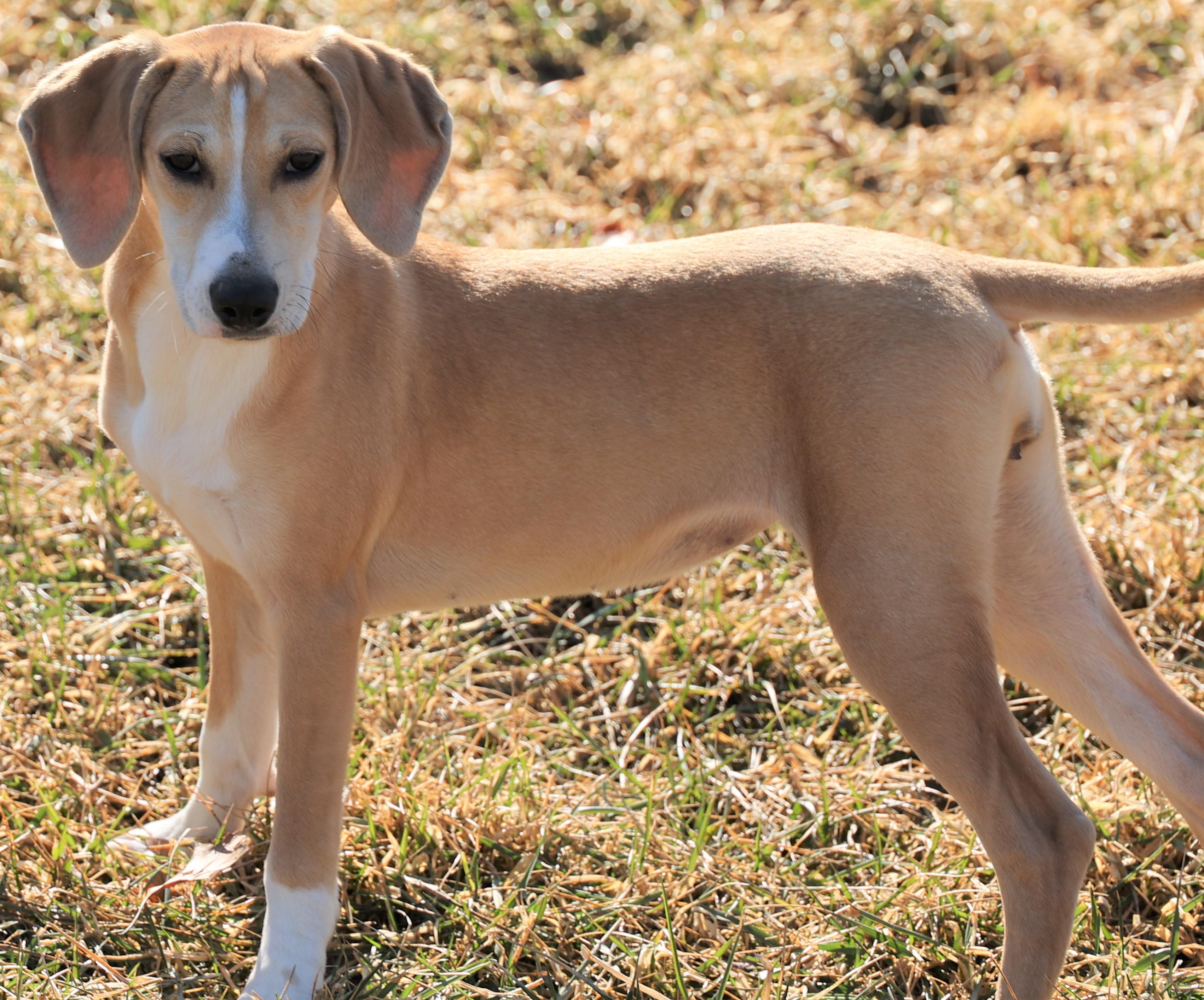 Enlarge Harper-Available @Petsmart 3/1! www.lhar.dog to apply! , an adoptable mixed breed in Frederick, MD image 3/6