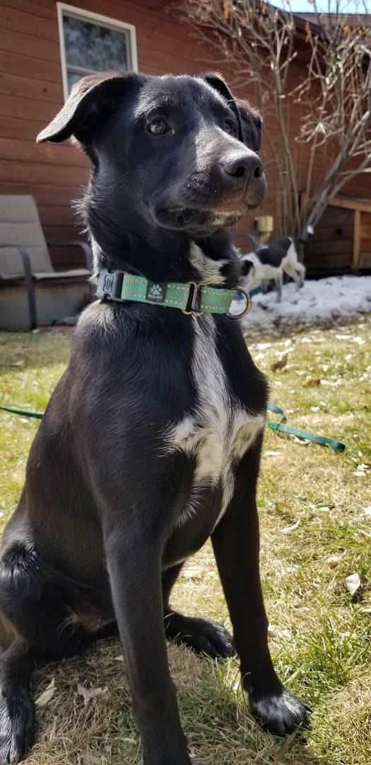 Poca, a Adoptable mixed breed in Sheridan, WY image 1/13