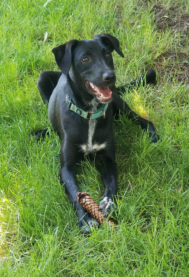 Poca, a Adoptable mixed breed in Sheridan, WY image 2/13