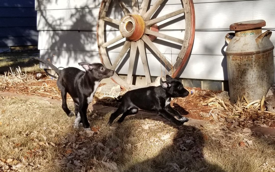 Poca, a Adoptable mixed breed in Sheridan, WY image 4/13