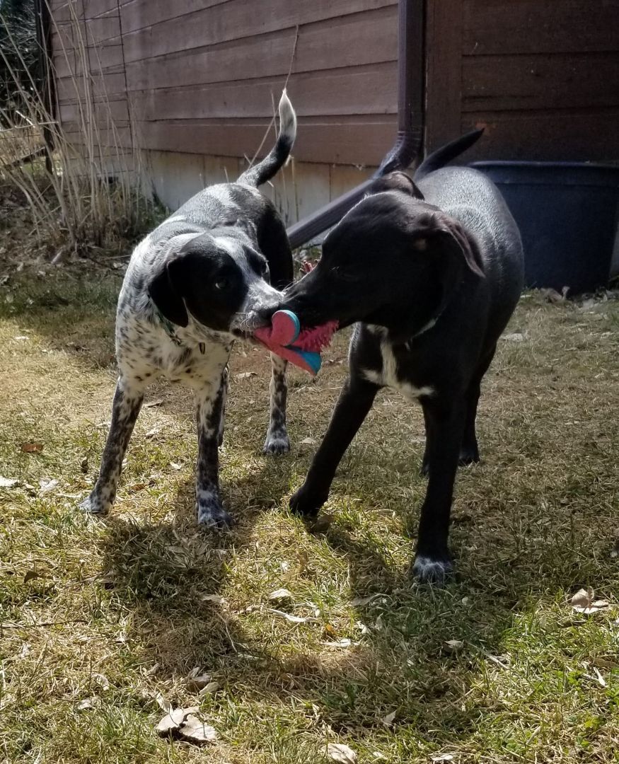 Poca, a Adoptable mixed breed in Sheridan, WY image 5/13