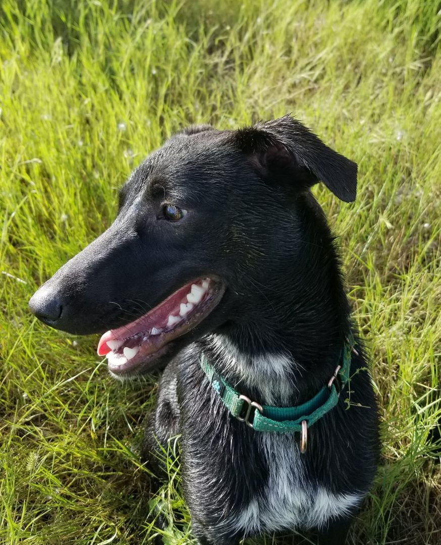 Poca, a Adoptable mixed breed in Sheridan, WY image 6/13