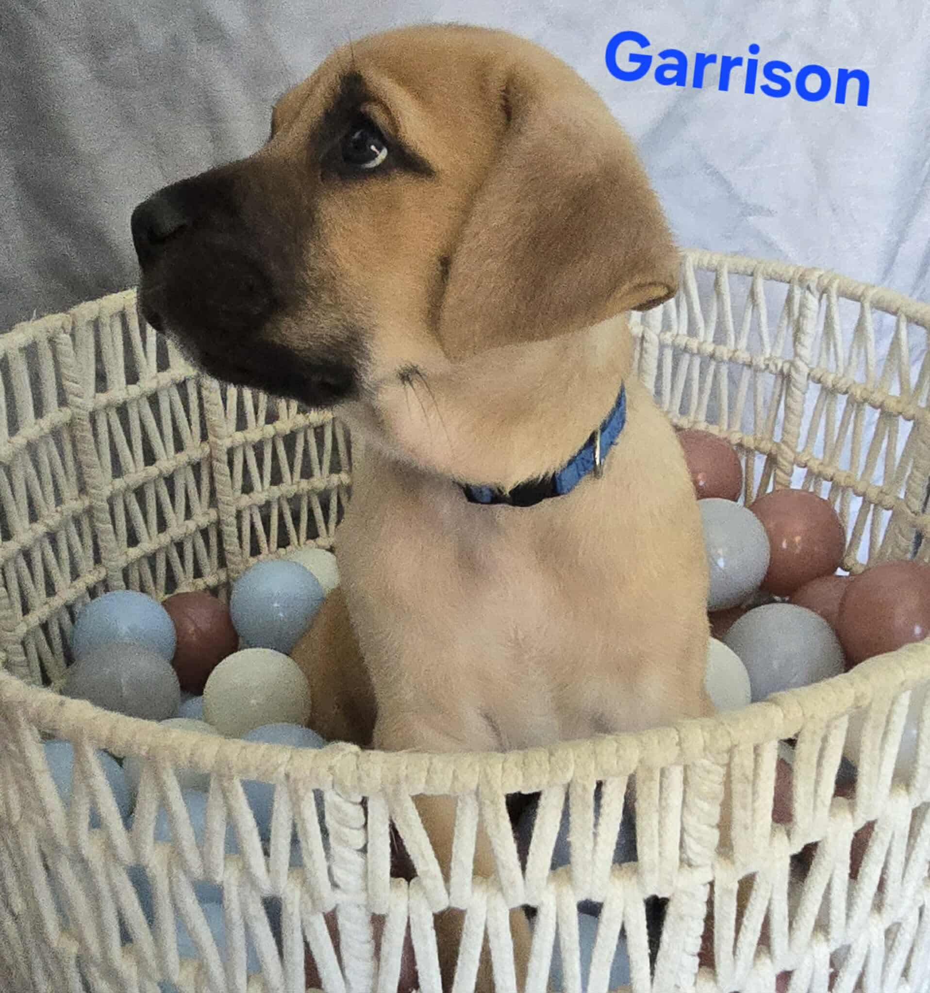 Enlarge Litter of puppies - Garrison, a Adopted mixed breed in SHADE GAP, PA image 1/3